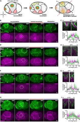 Planar Asymmetries in the C. elegans Embryo Emerge by Differential Retention of aPARs at Cell-Cell Contacts